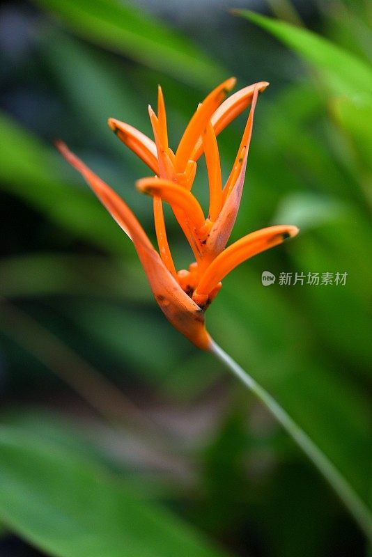 罕见plants-Heliconia psittacorum